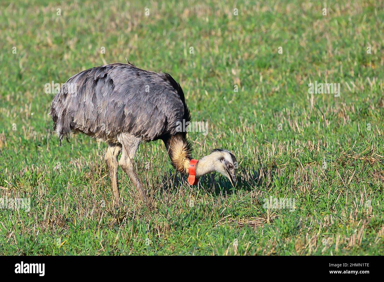 greater rhea (Rhea americana), marked with a neck ring, bird conservation, Germany Stock Photo