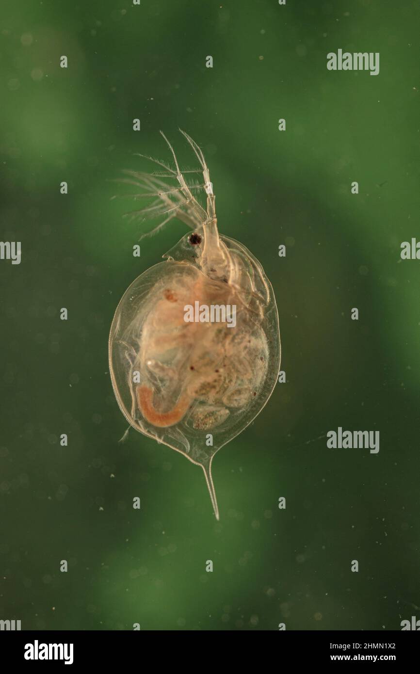 common water flea (Daphnia pulex), female with young animals in the marsupium, side view, Germany Stock Photo