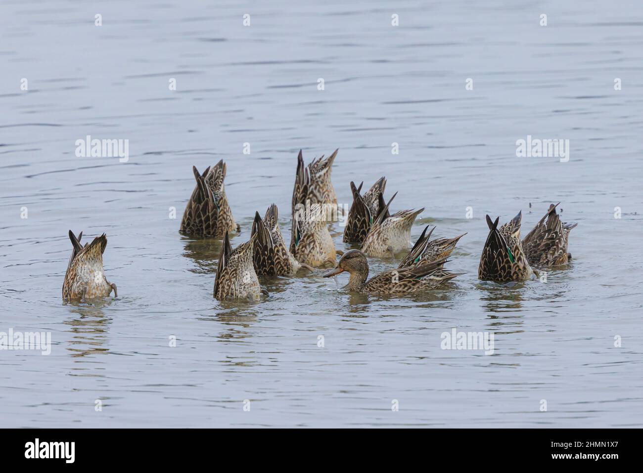 green-winged teal (Anas crecca), dabbling troop in shallow water, with one watchful specimen , Germany, Bavaria Stock Photo