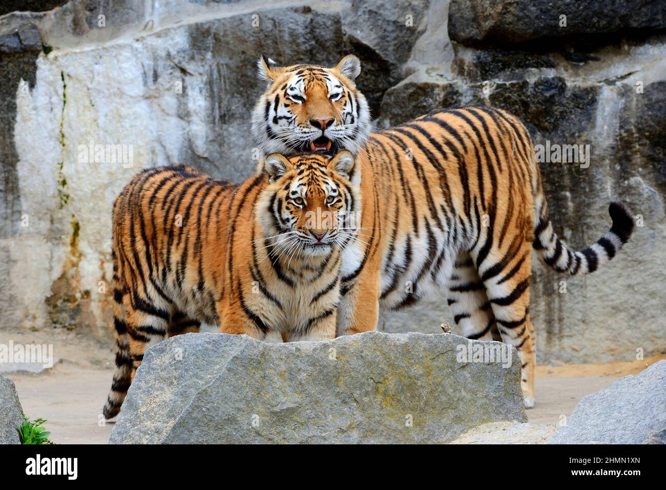 Siberian tiger, Amurian tiger (Panthera tigris altaica), pair between rocks Stock Photo