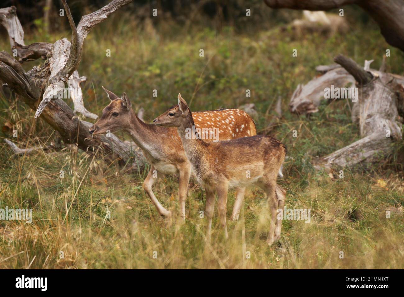 Sika deer, Tame sika deer, Tame deer (Cervus nippon), hind with juvenile, Germany Stock Photo
