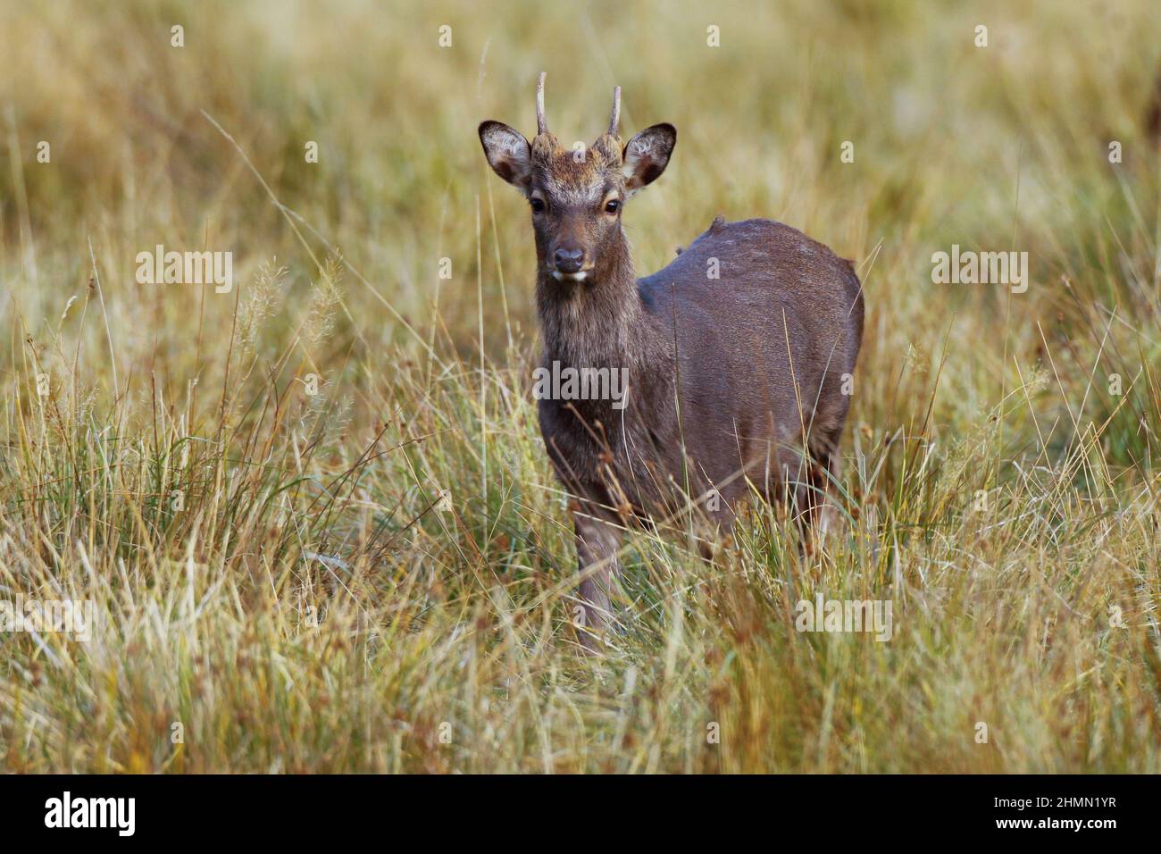 Sika deer, Tame sika deer, Tame deer (Cervus nippon), male, Germany Stock Photo
