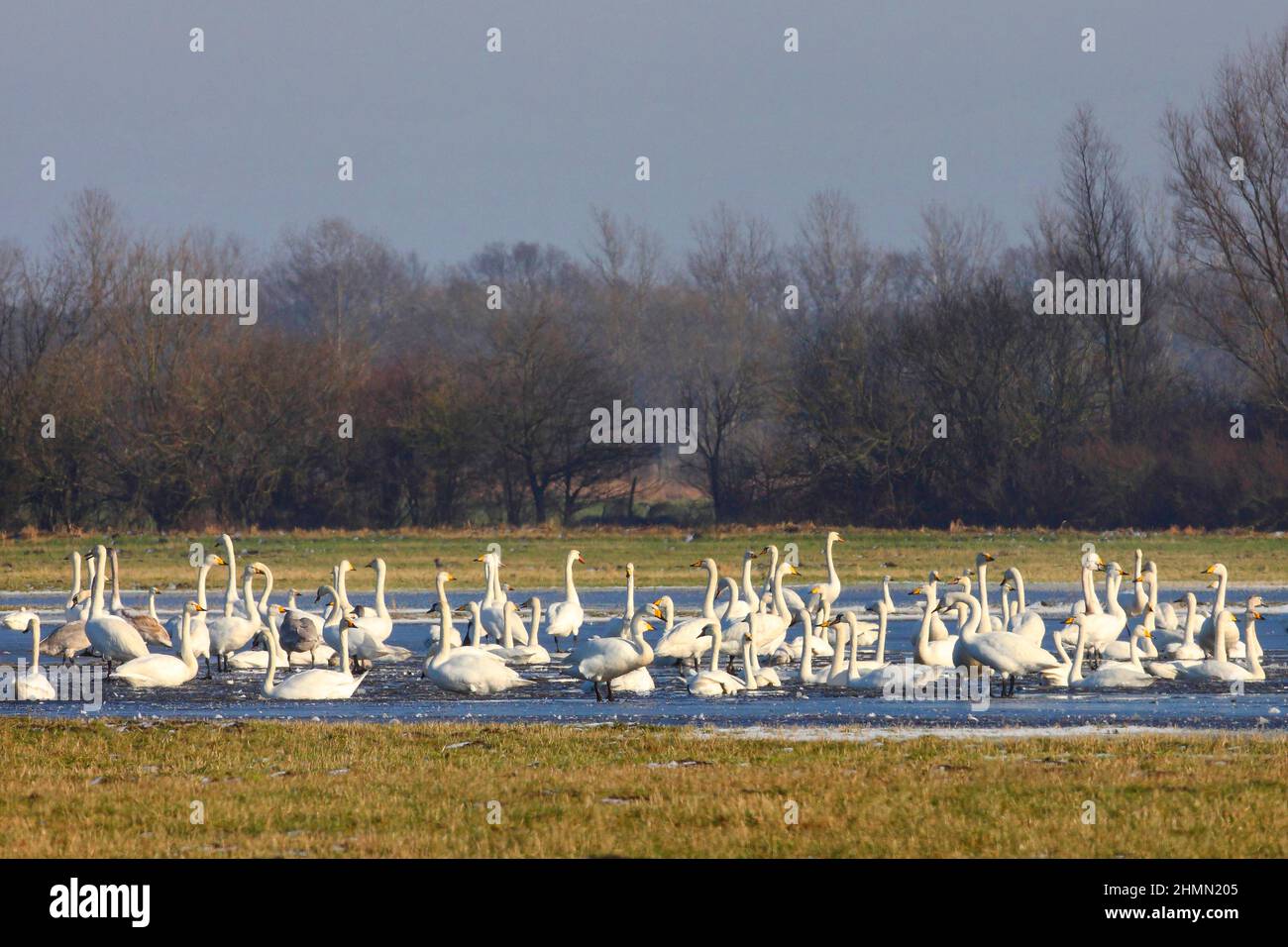 tundra swan (Cygnus columbianus), with whooper swans and mute swans at a lake in winter, Germany Stock Photo
