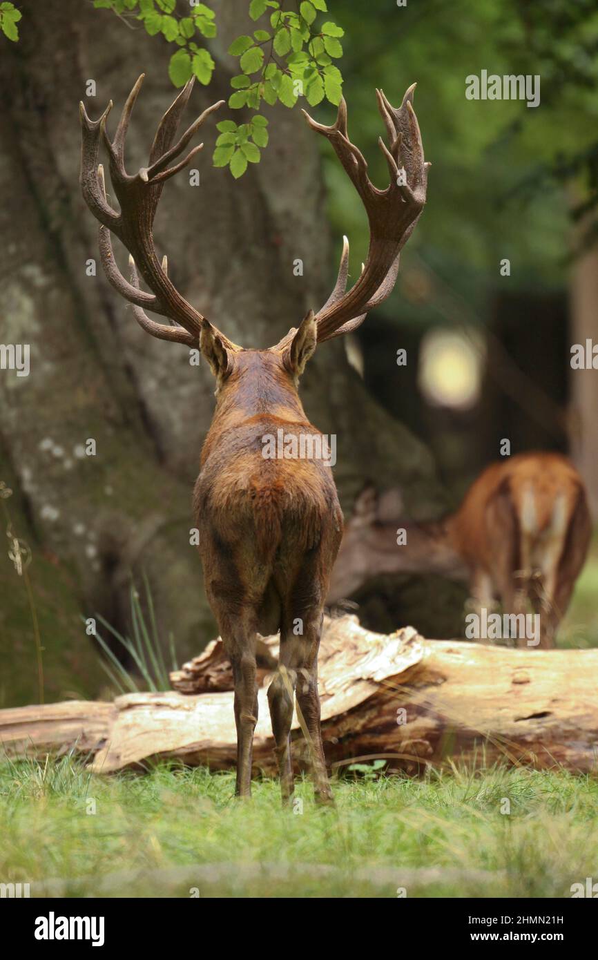 red deer (Cervus elaphus), stag standing in a forest clearing, hind in the background, Germany Stock Photo