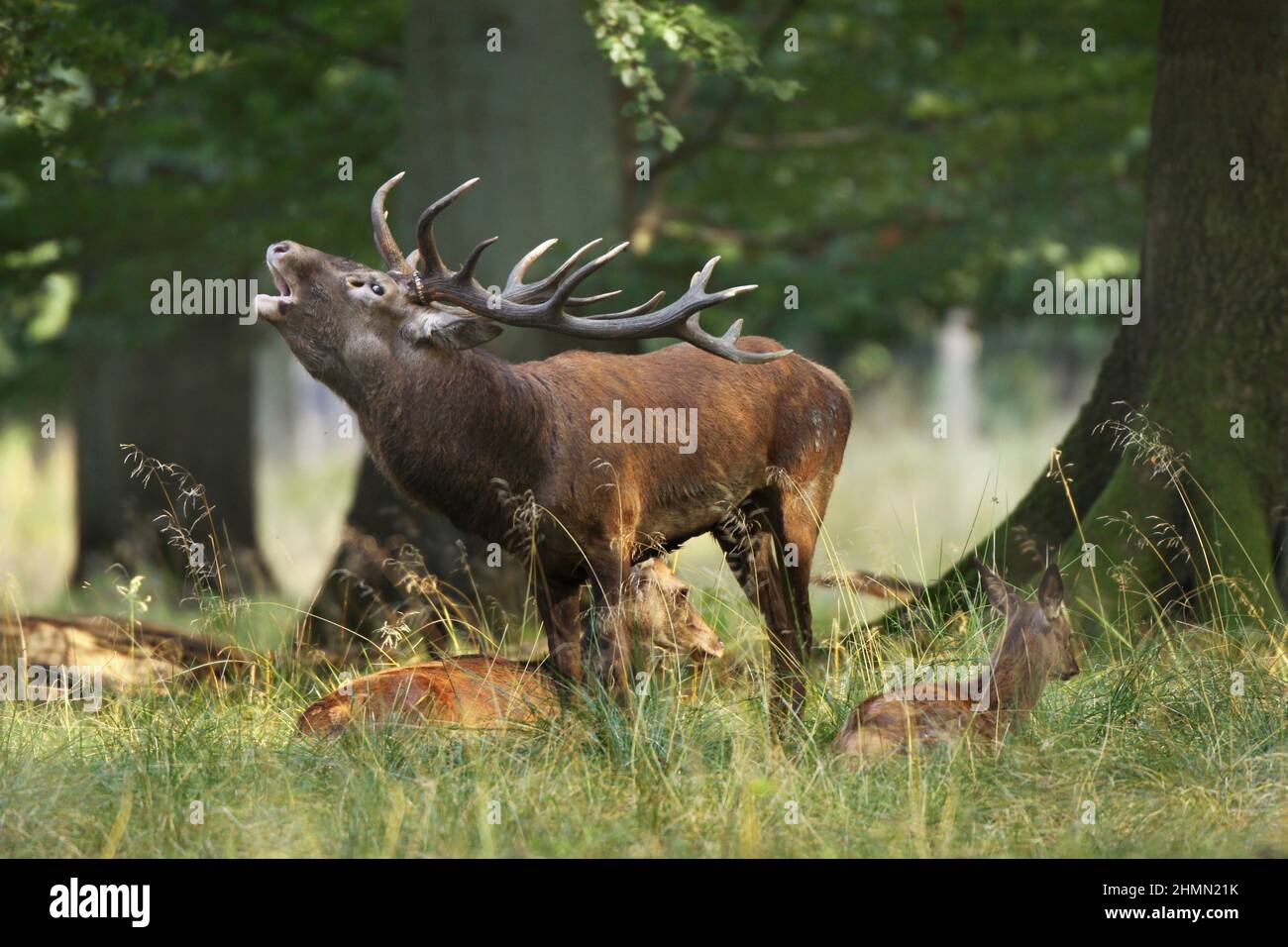 red deer (Cervus elaphus), roaring dominant male between hind cows, rut of the stags, Germany Stock Photo
