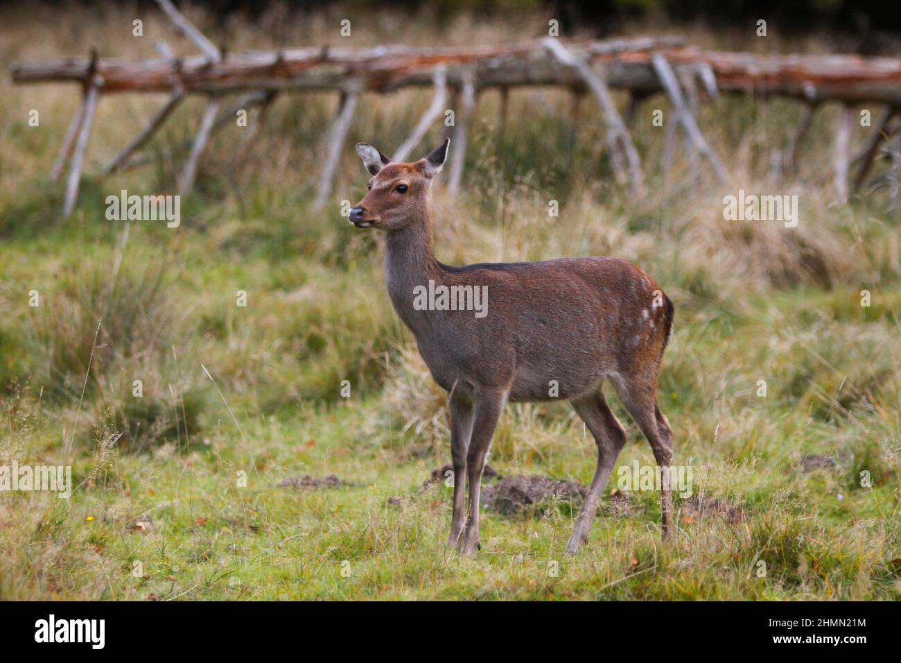Sika deer, Tame sika deer, Tame deer (Cervus nippon), female, Germany Stock Photo