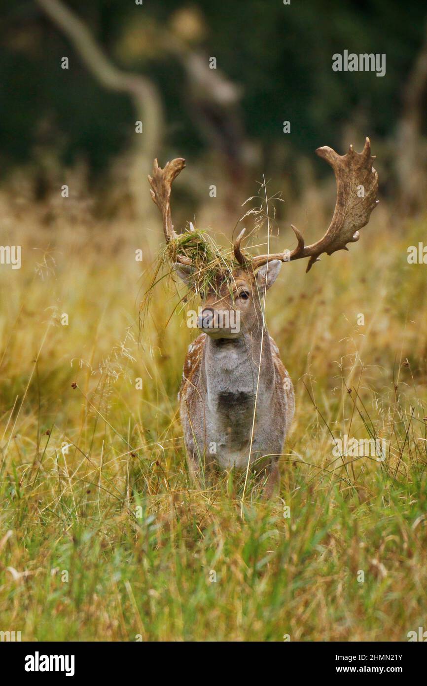fallow deer (Dama dama, Cervus dama), stag in rutting season, Germany Stock Photo