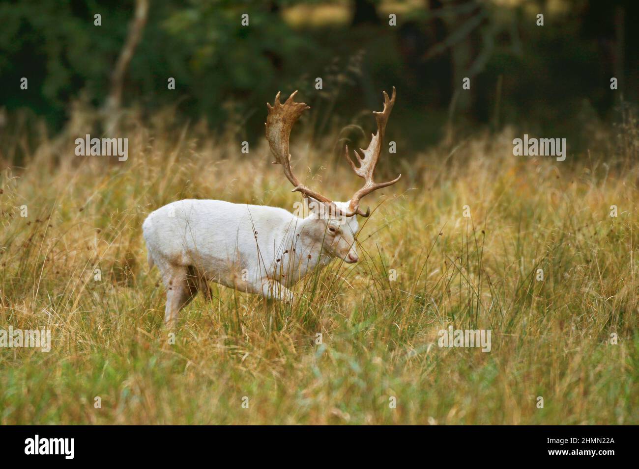 fallow deer (Dama dama, Cervus dama), albinotic stag, Germany Stock Photo