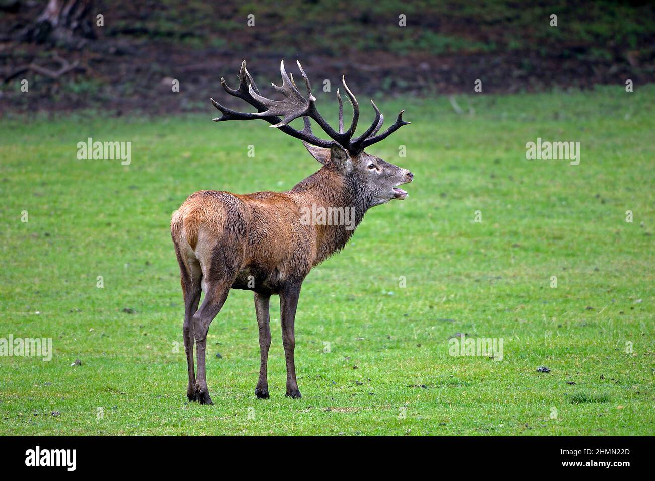 red deer (Cervus elaphus), roaring stag, Germany, Brandenburg, Schorfheide Stock Photo
