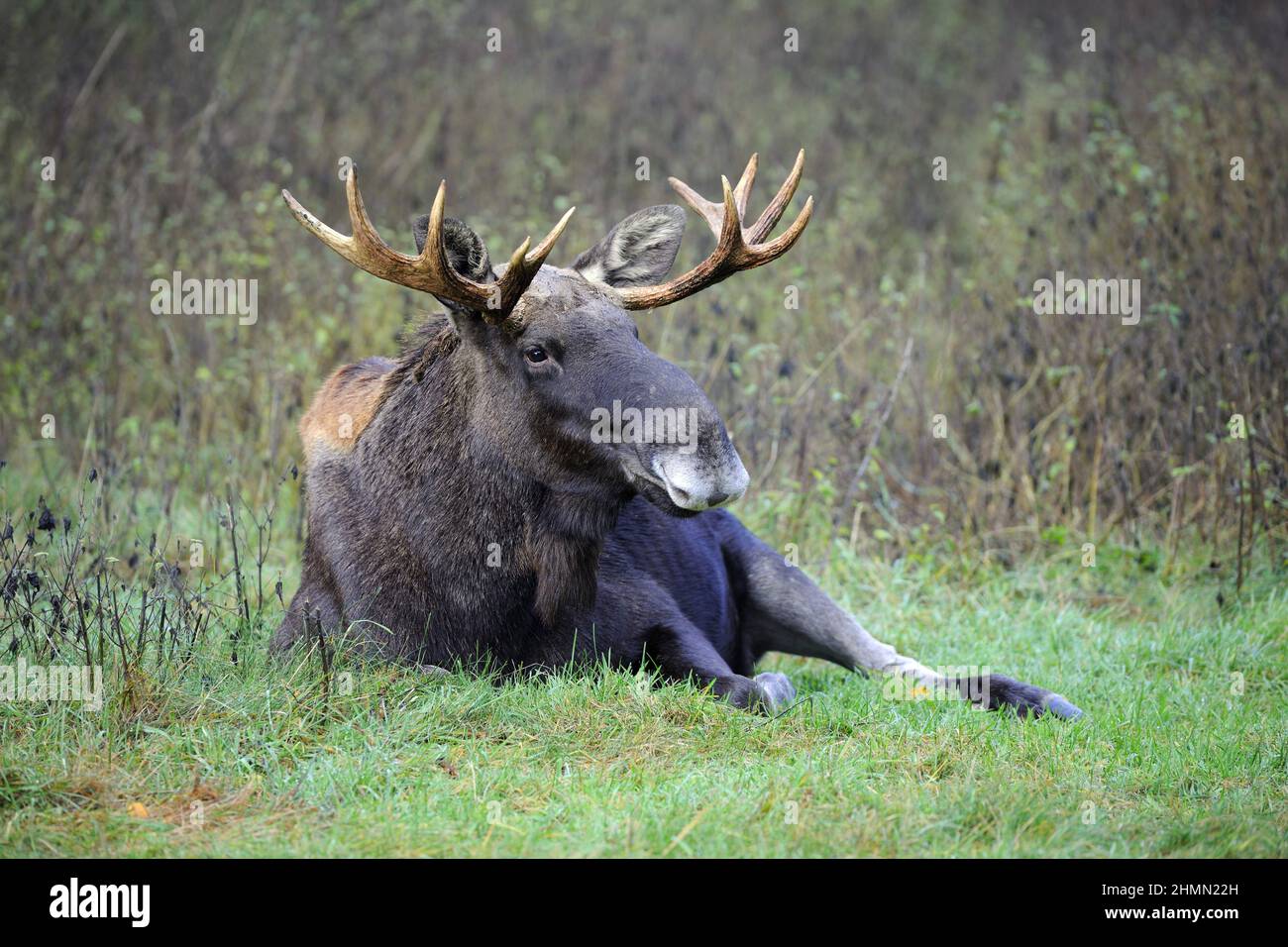elk, European moose (Alces alces alces), bull moose lying in a meadow, Poland Stock Photo