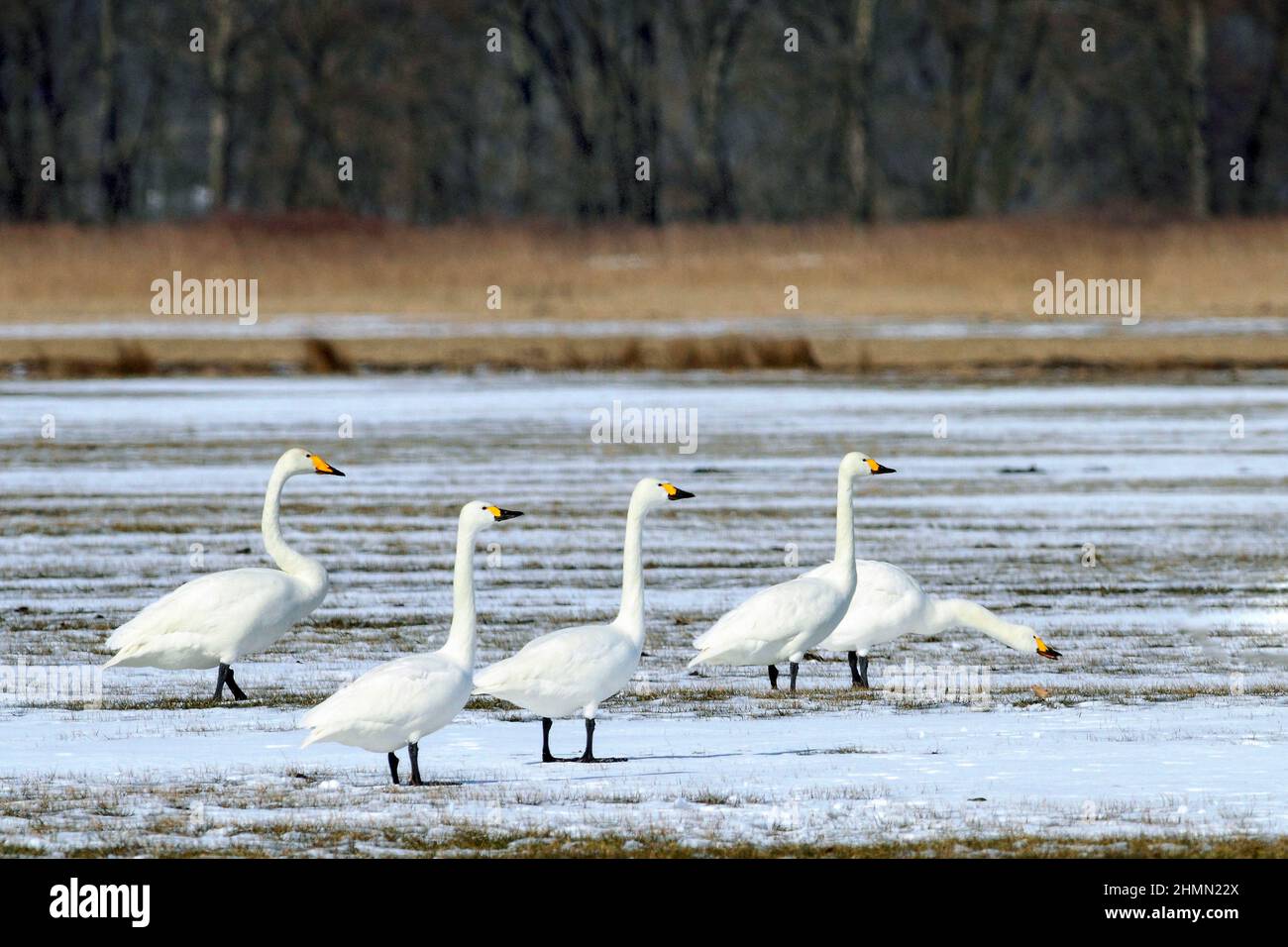 Bewick's Swan, Bewicks Swan (Cygnus bewickii, Cygnus columbianus bewickii), whooper swan (left) and four Bewick's Swans in winter, Germany Stock Photo