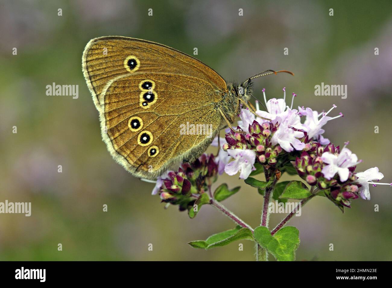 ringlet (Aphantopus hyperantus), on oregano, Origanum vulgare, Germany Stock Photo