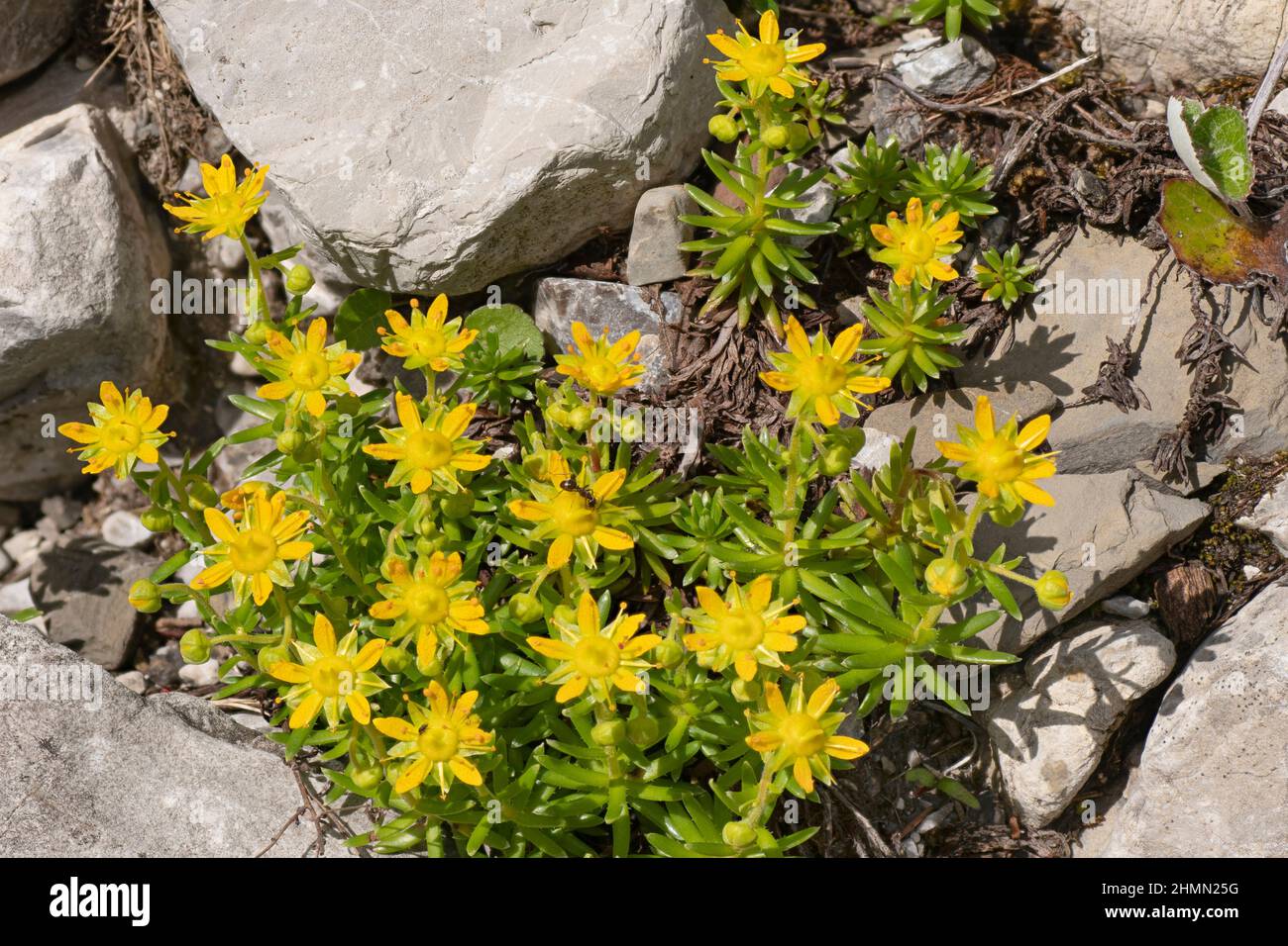 yellow saxifrage, yellow mountain saxifrage, evergreen saxifrage (Saxifraga aizoides), blooming, Austria, Tyrol Stock Photo