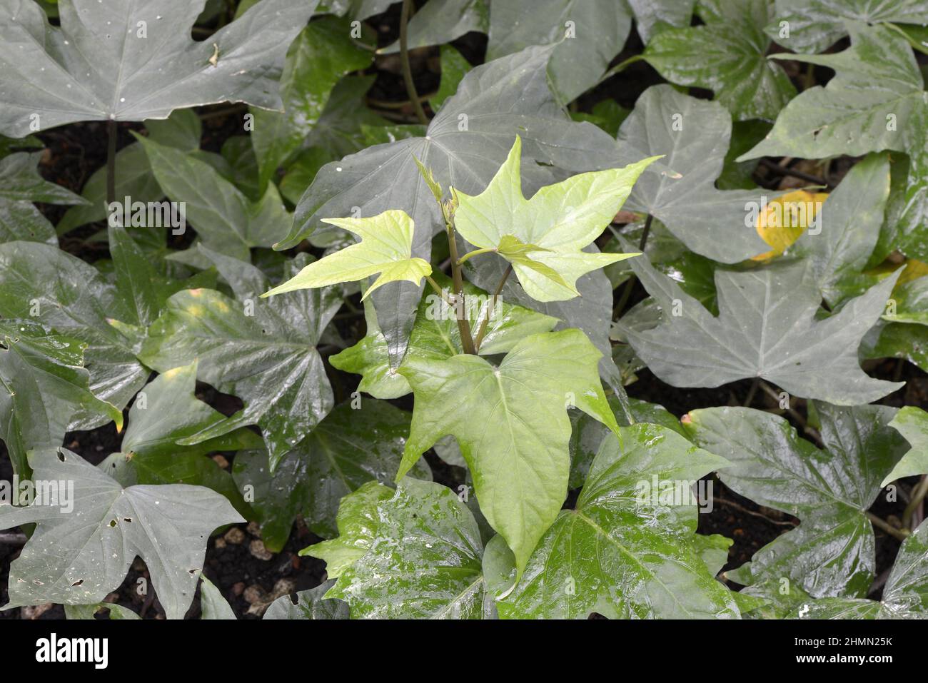 sweet potato, sweetpotato (Ipomoea batatas), leaves Stock Photo