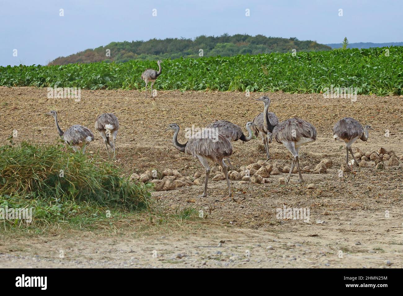 greater rhea (Rhea americana), Adults and juveniles foraging in a field, Germany Stock Photo