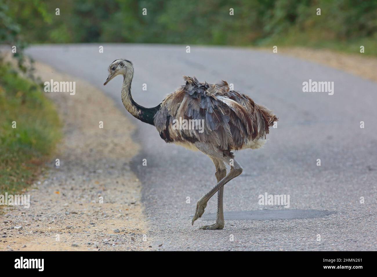 greater rhea (Rhea americana), crosses a country road, Germany Stock Photo