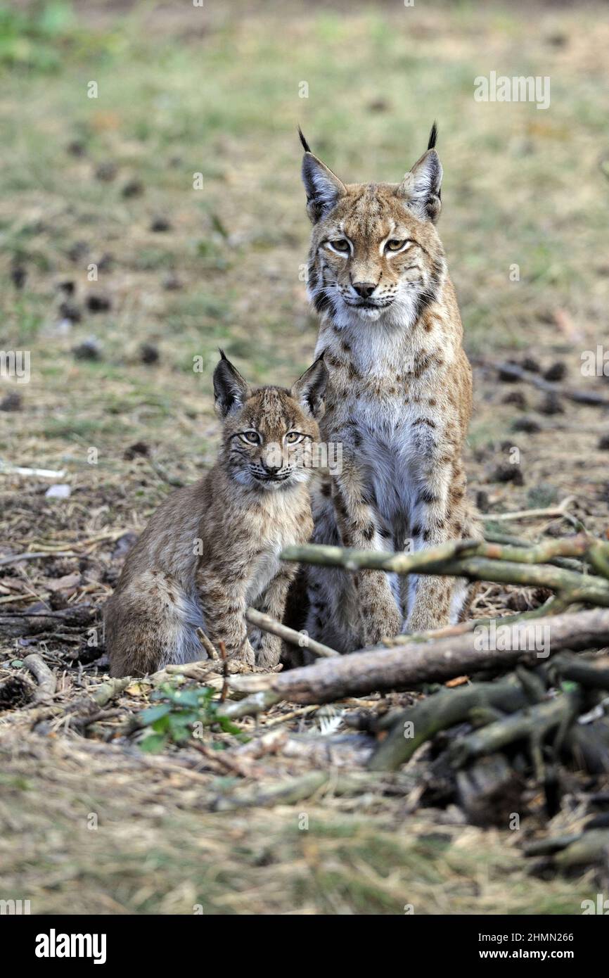 northern lynx (Lynx lynx lynx), mother sitting with young animal in a forest clearing, front view, Germany Stock Photo