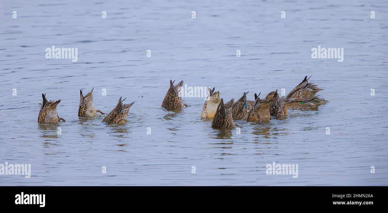 green-winged teal (Anas crecca), dabbling troop in shallow water, with one watchful specimen , Germany, Bavaria Stock Photo