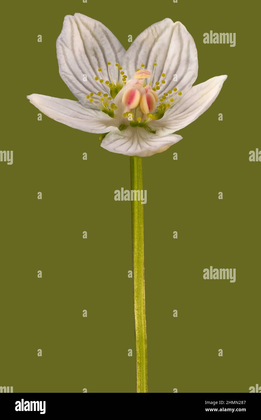 marsh grass-of-parnassus (Parnassia palustris), flower, Germany ...
