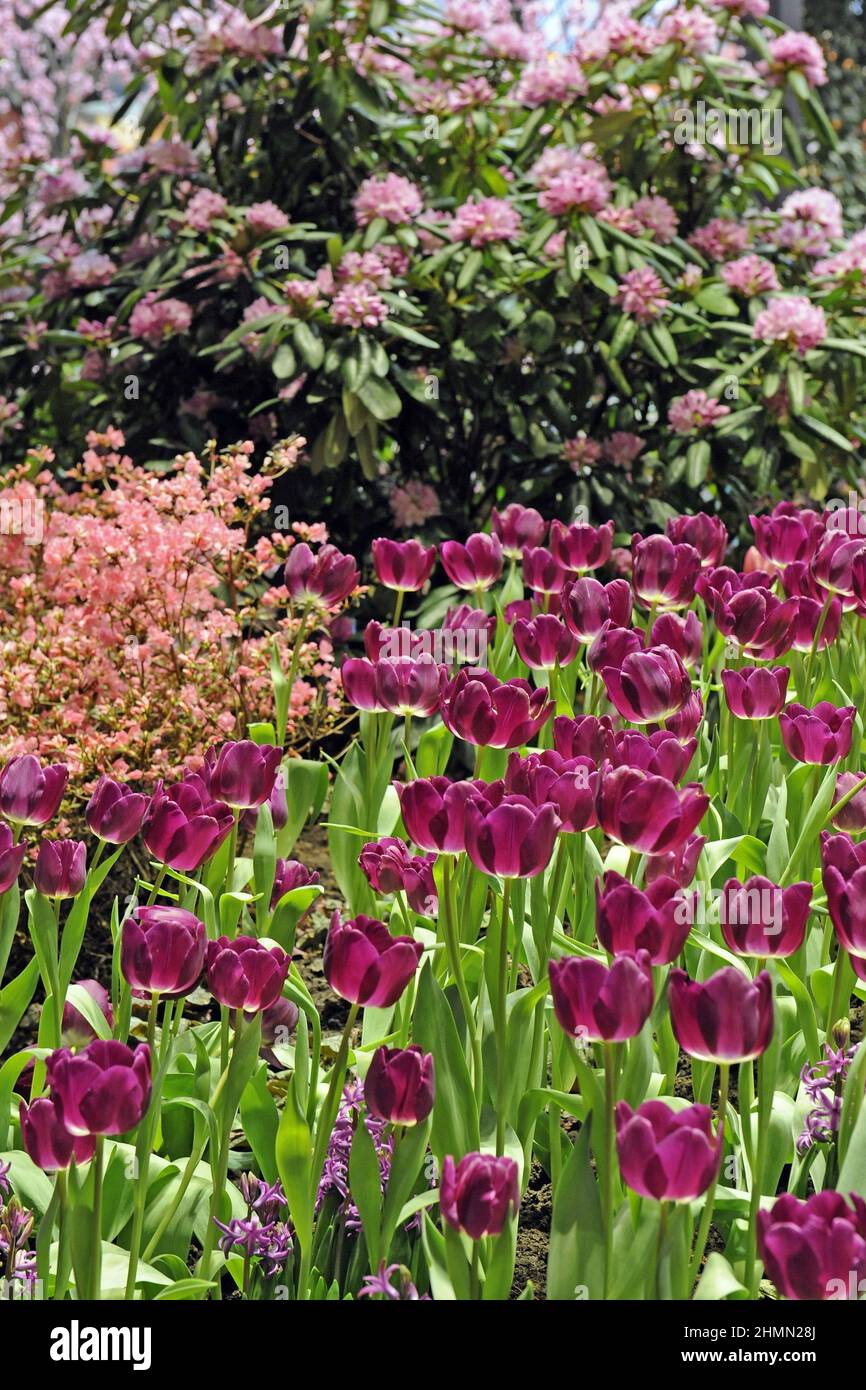 common garden tulip (Tulipa gesneriana), purple tulips in a flower bed, Germany Stock Photo