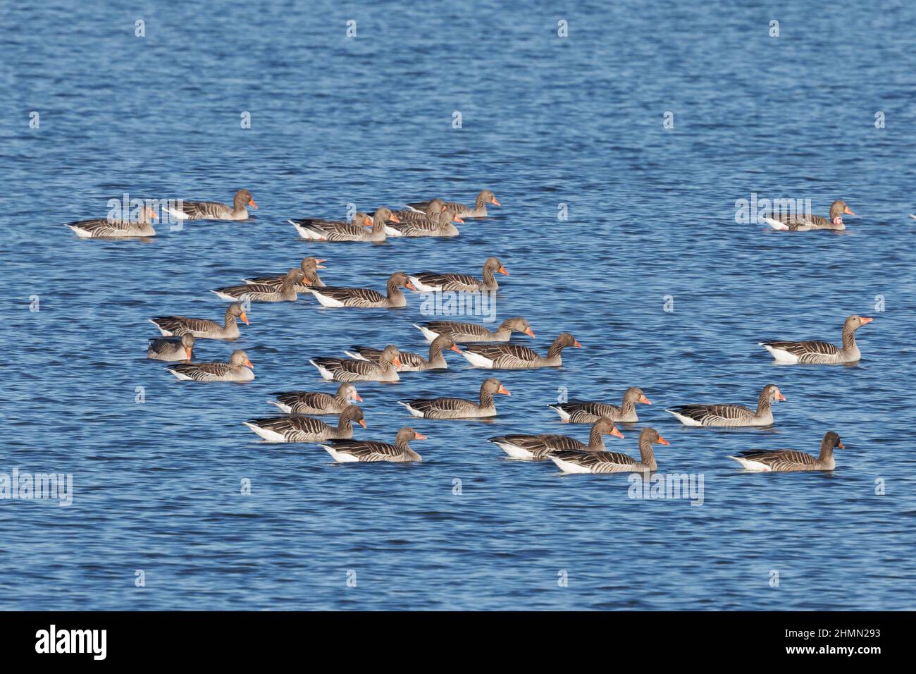 greylag goose (Anser anser), swimming flock, one goose marked with a cuff, Germany, Bavaria, Lake Chiemsee Stock Photo