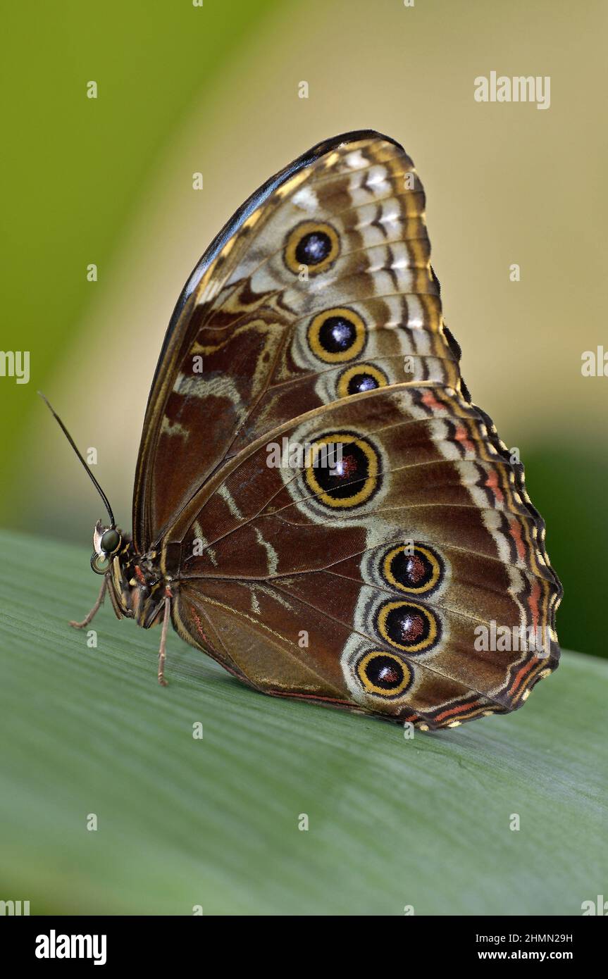 blue morpho (Morpho peleides), sitting on a leaf, underside of wings with eyespots, Ecuador Stock Photo
