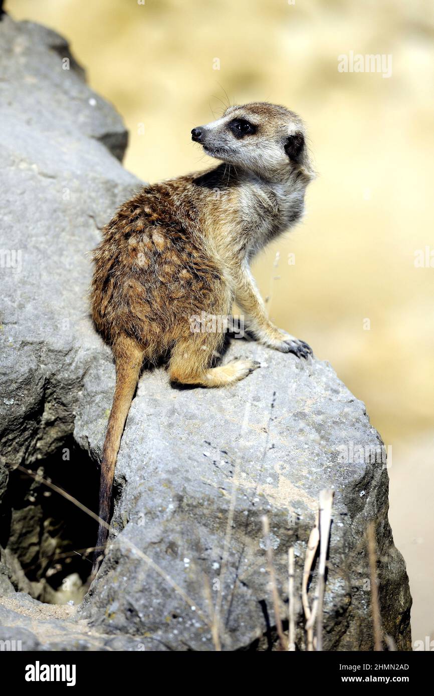 suricate, slender-tailed meerkat (Suricata suricatta), juvenile sits on a stone looking back Stock Photo