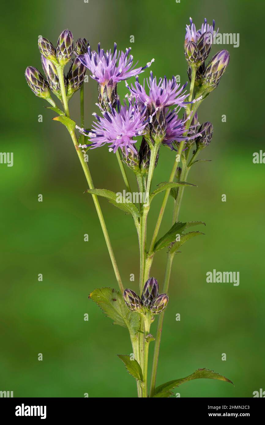 saw-wort (Serratula tinctoria), blooming, Germany, Bavaria, Murnauer Moos Stock Photo