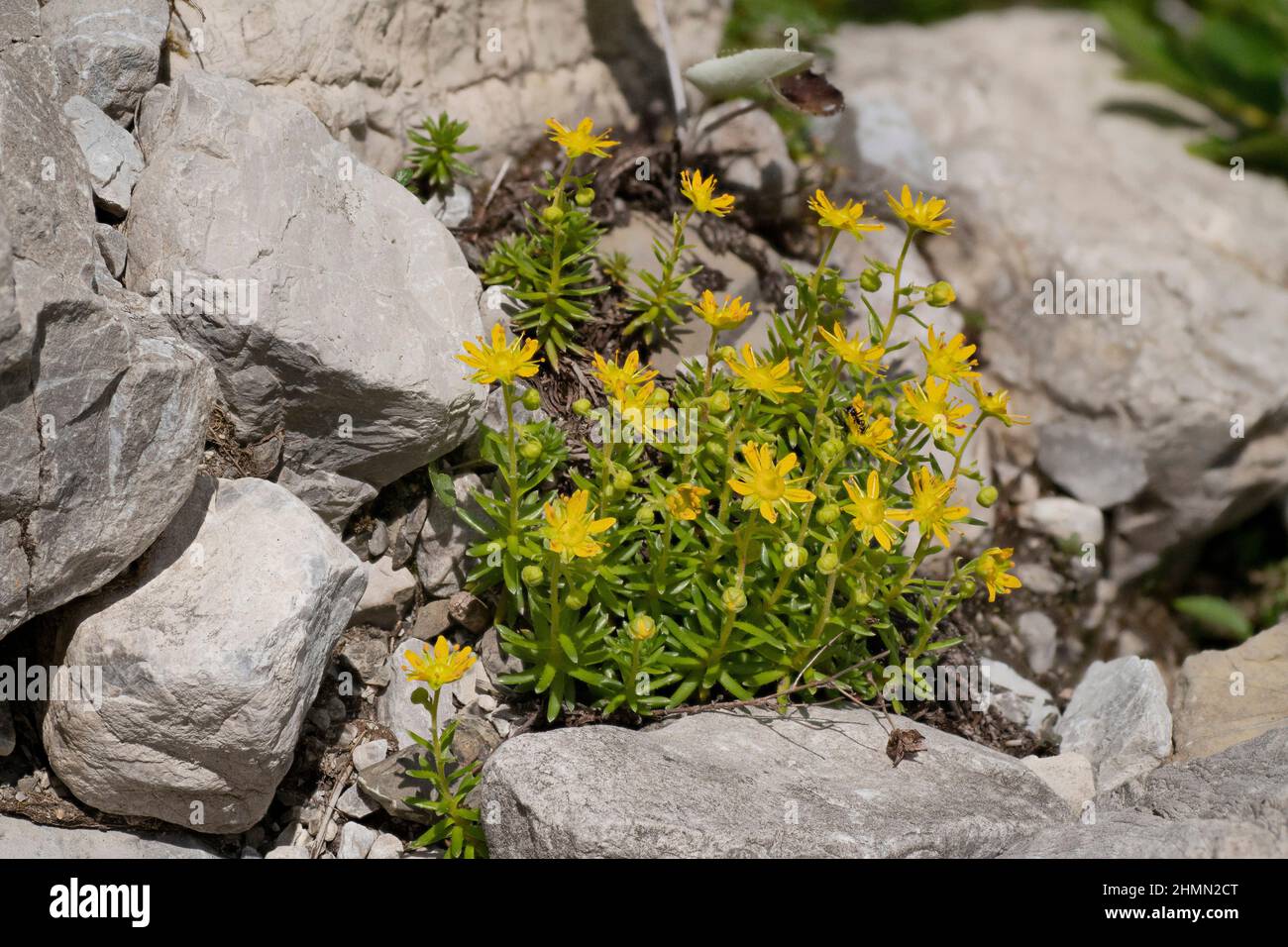 yellow saxifrage, yellow mountain saxifrage, evergreen saxifrage (Saxifraga aizoides), blooming, Austria, Tyrol Stock Photo