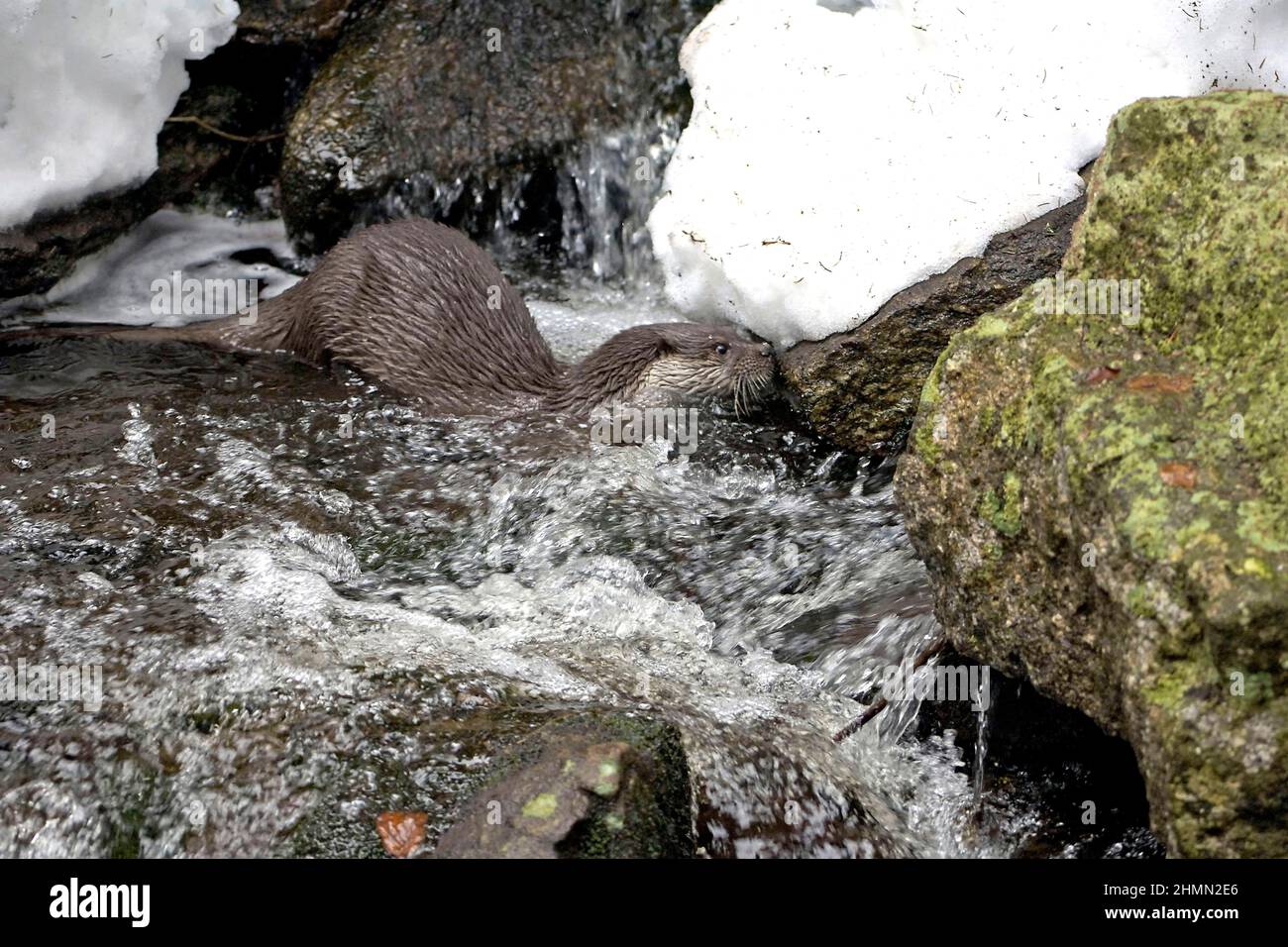 European river otter, European Otter, Eurasian Otter (Lutra lutra), an a brook in winter, side view, Germany Stock Photo
