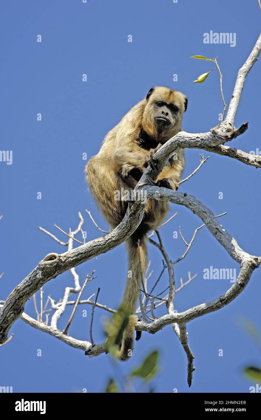 Black Howler Monkey (Alouatta caraya), female sits on a sead tree
