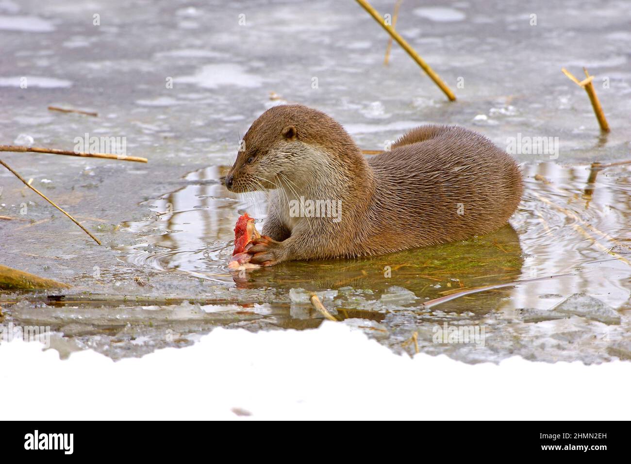 European river otter, European Otter, Eurasian Otter (Lutra lutra), eating a caught fish in winter , Poland Stock Photo