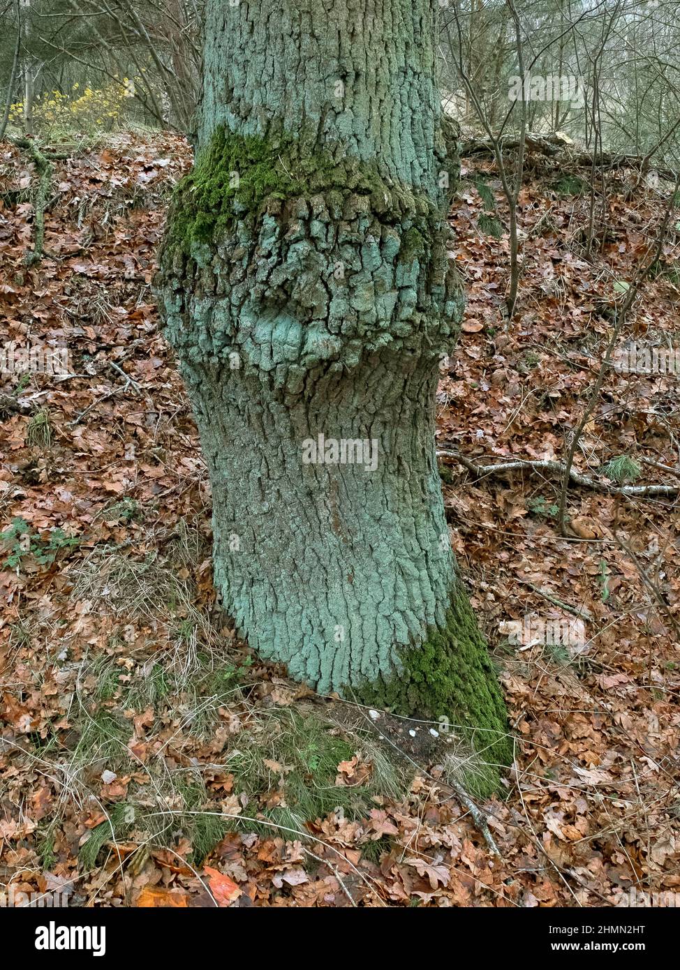 oak (Quercus spec.), old oak trunk with moss and lichens, Germany, Lower Saxony Stock Photo