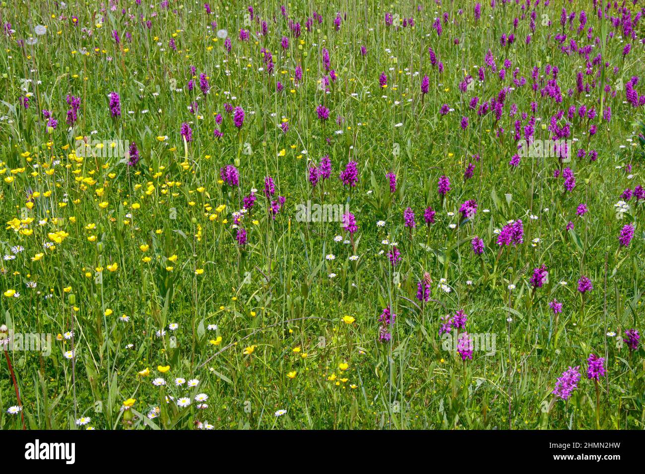 western marsh-orchid (Dactylorhiza majalis), blooming in a meadow, Germany Stock Photo