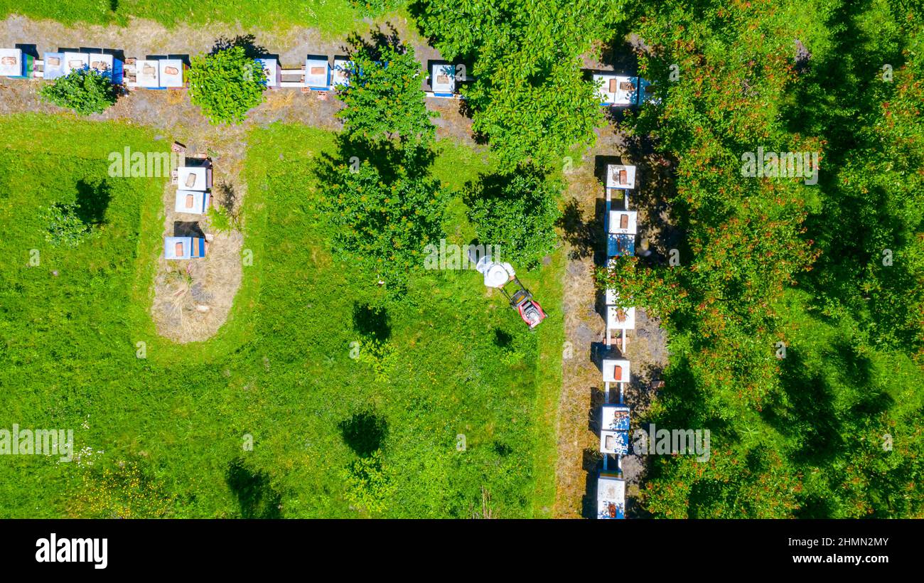 Above top view over beekeeper as cutting grass among beehives arranged