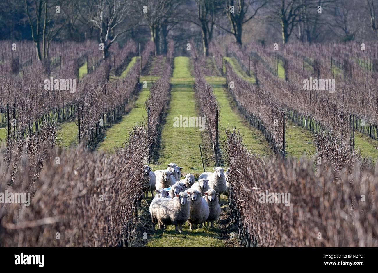 Romney sheep graze the grass around the dormant vines at Nyetimber's Manor Vineyard at West Chiltington in West Sussex. The herd from a local farm form part of Nyetimber's sustainability program and are utilised for vineyard maintenance, keeping the grass low, reducing the risk of frost, maintaining grass leys on the estate and saving the cost of fuel for mowing. Along with keeping the weeds in check their droppings aid localised microflora and microfauna. Picture date: Friday February 11, 2022. Stock Photo