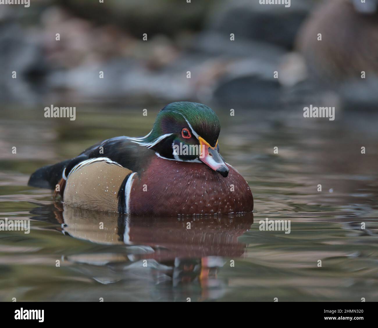 Wood duck or Carolina duck Stock Photo - Alamy