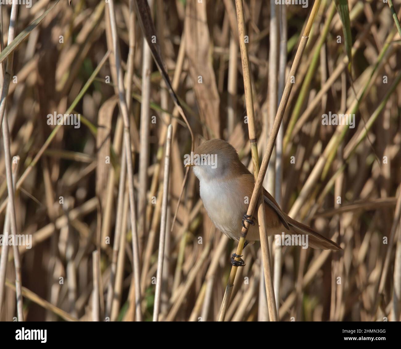 Female Bearded reedling or Bearded tit Stock Photo - Alamy