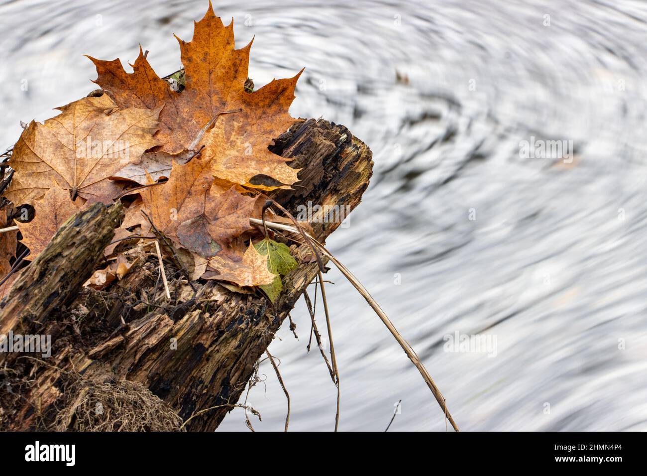 The fallen leaves on a tree stump, on the background of circulating foam on the creek Stock Photo