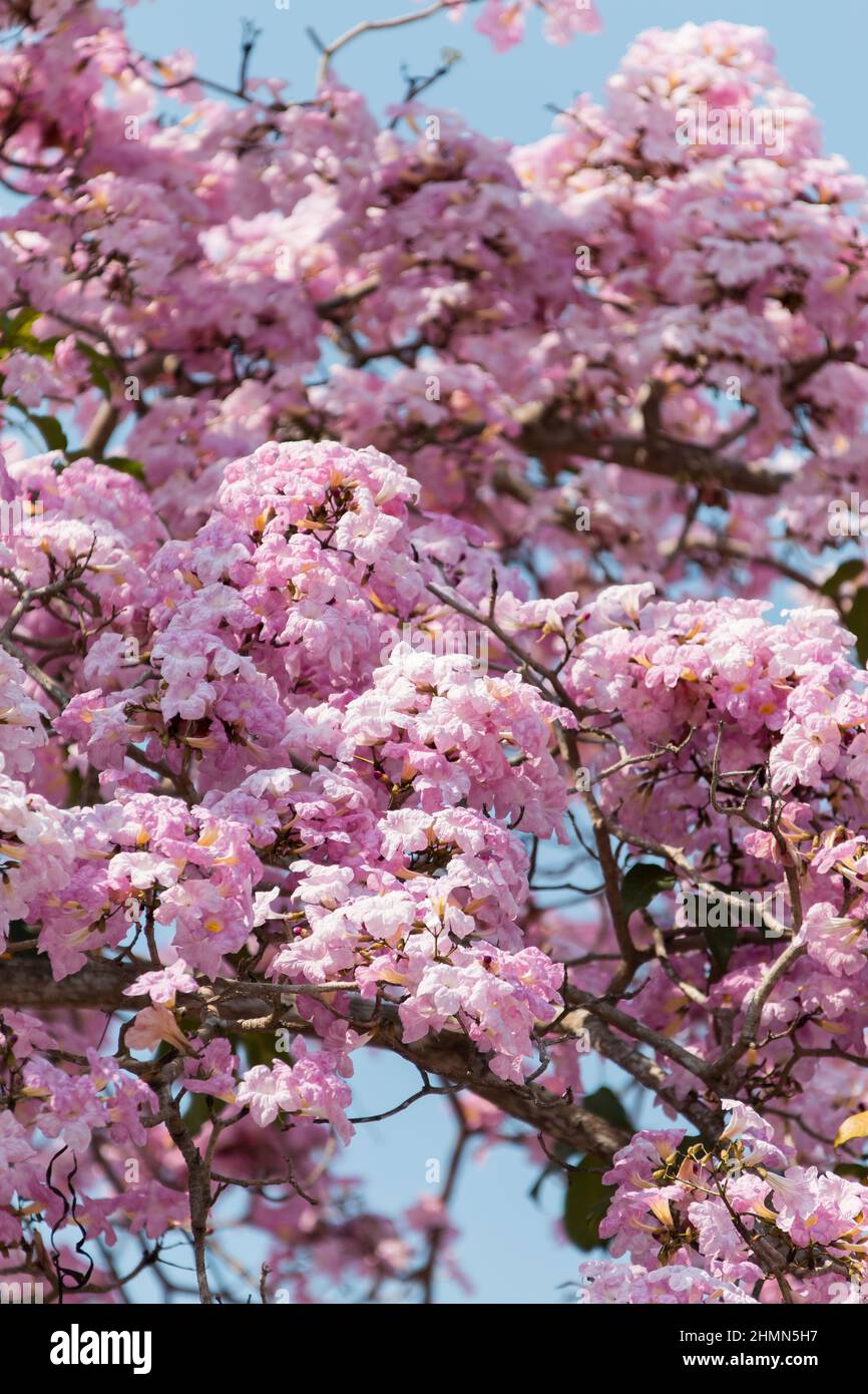 Tacoma blooming in Malaysia resembling sakura flower Stock Photo