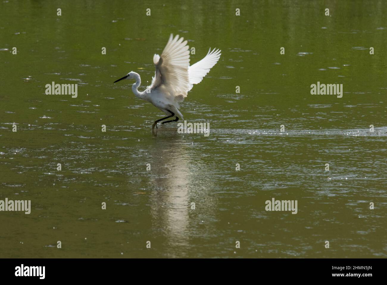 Little egret  trying to land on the muddy green water Stock Photo