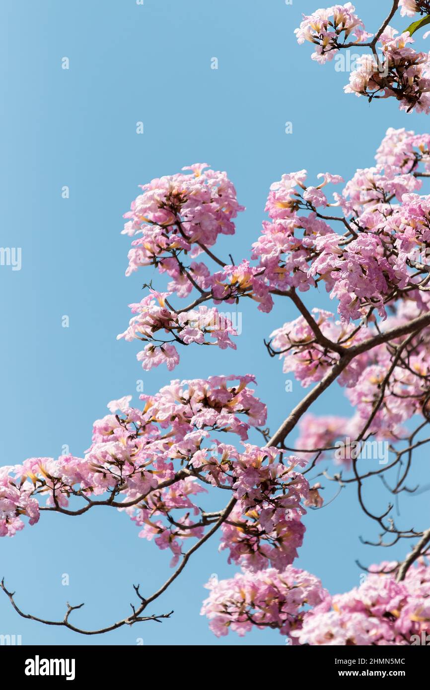 Malaysian Sakura or Tacoma spp flower blooming against blue sky Stock Photo