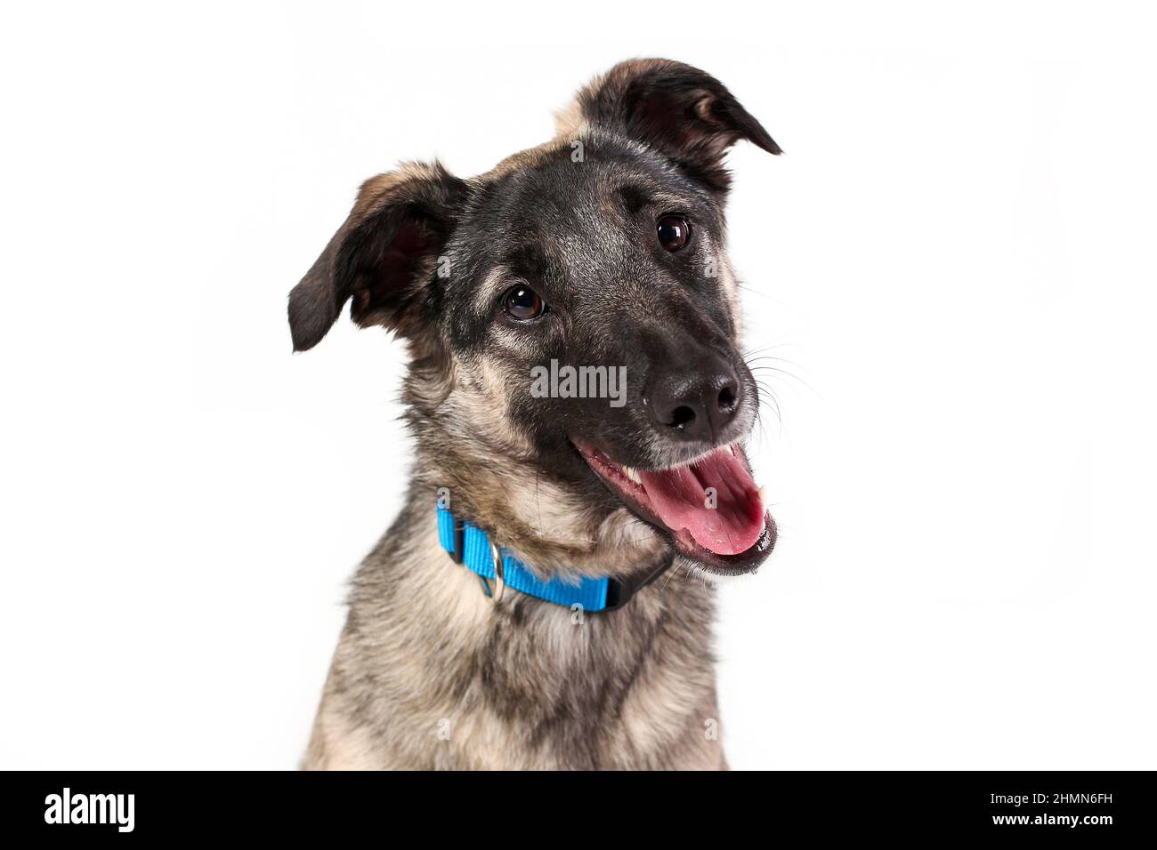 happy dog face white background