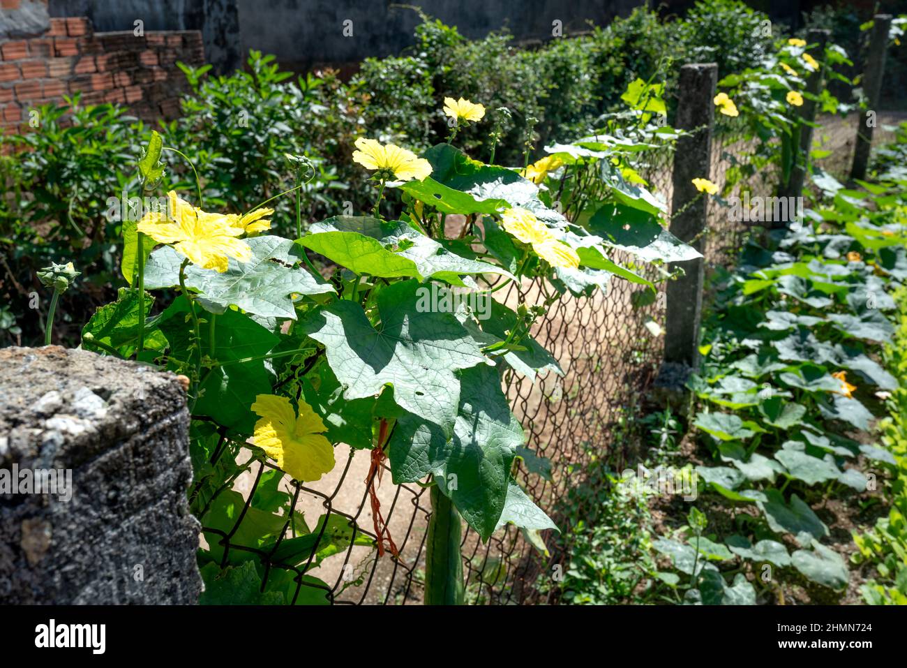 Luffa cylindrica, the sponge gourd, Egyptian cucumber or Vietnamese luffa, is a climbing plant that is grown annually for its fruit. Stock Photo