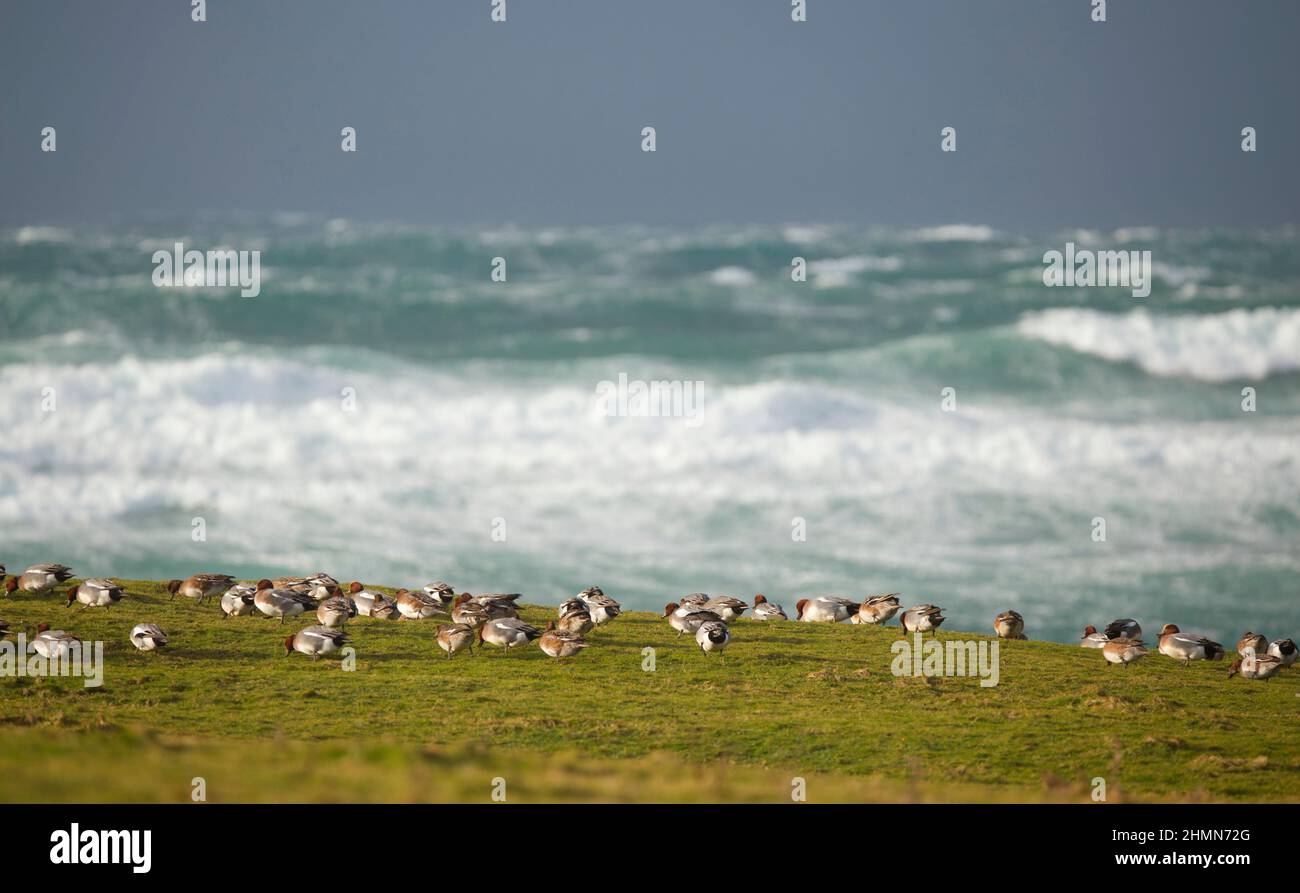 Wigeons feeding on grassy shore, Orkney Isles Stock Photo