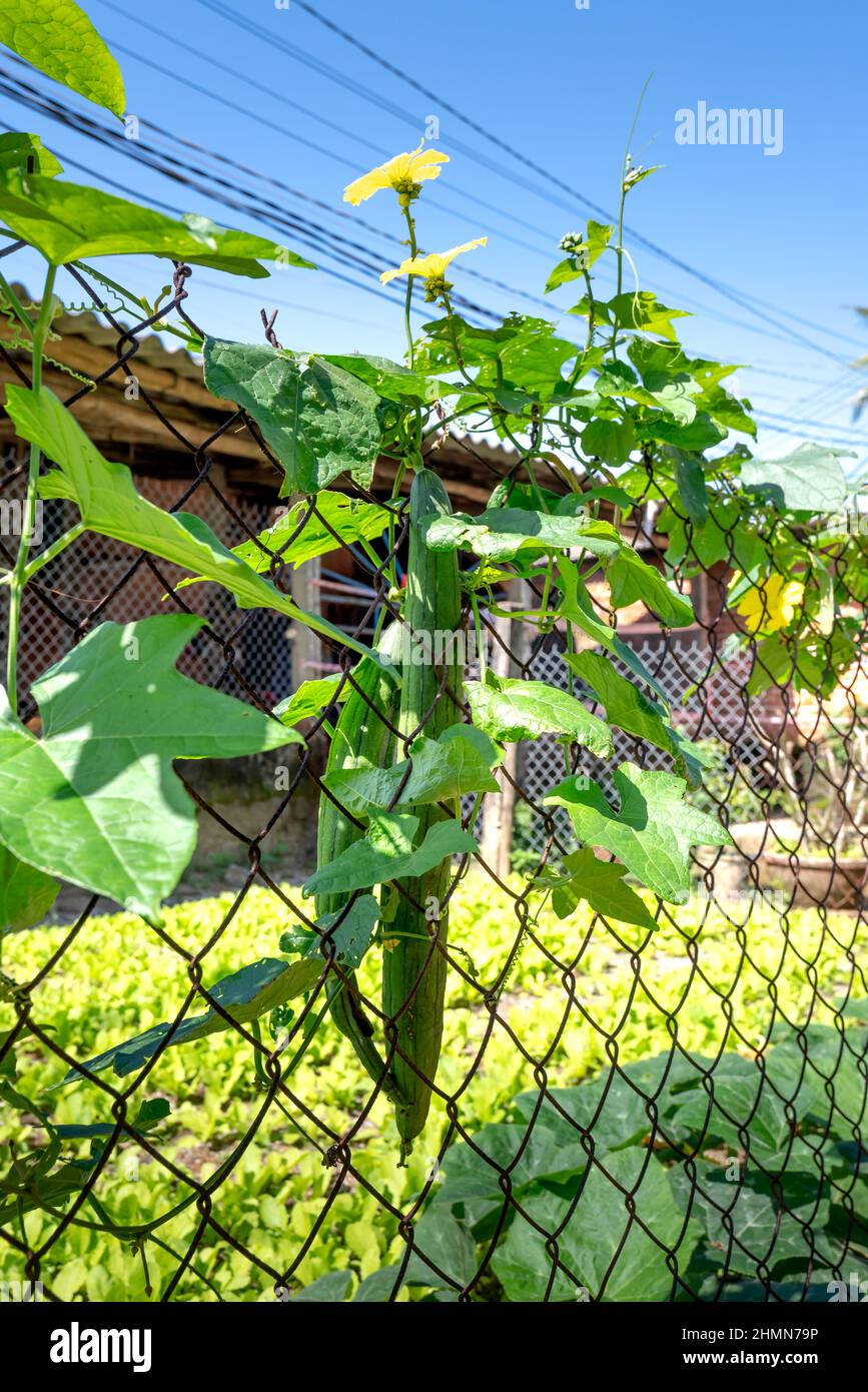 Luffa cylindrica, the sponge gourd, Egyptian cucumber or Vietnamese luffa, is a climbing plant that is grown annually for its fruit. Stock Photo