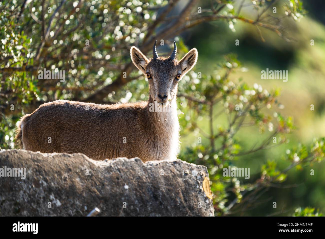 Wild goat surprised feeding and looking to the camera Stock Photo