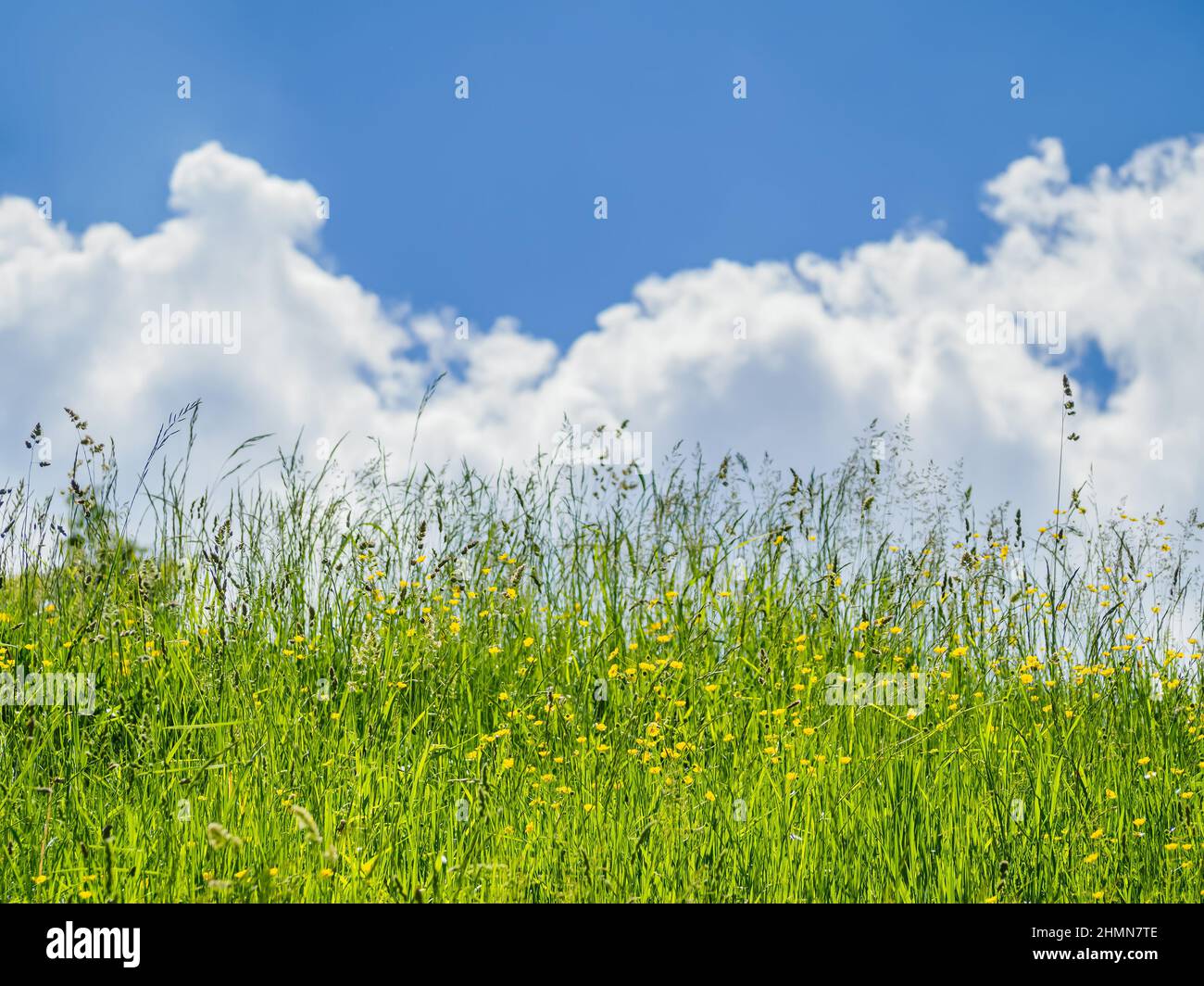 close up photo of green grass and meadow against blue sky with clouds ...