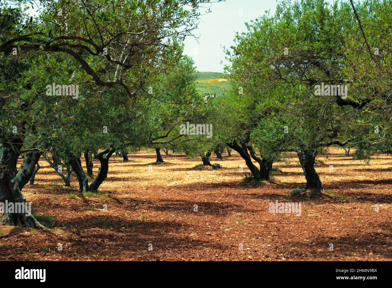 Olive trees Olea europaea in Crete, Greece for olive oil production