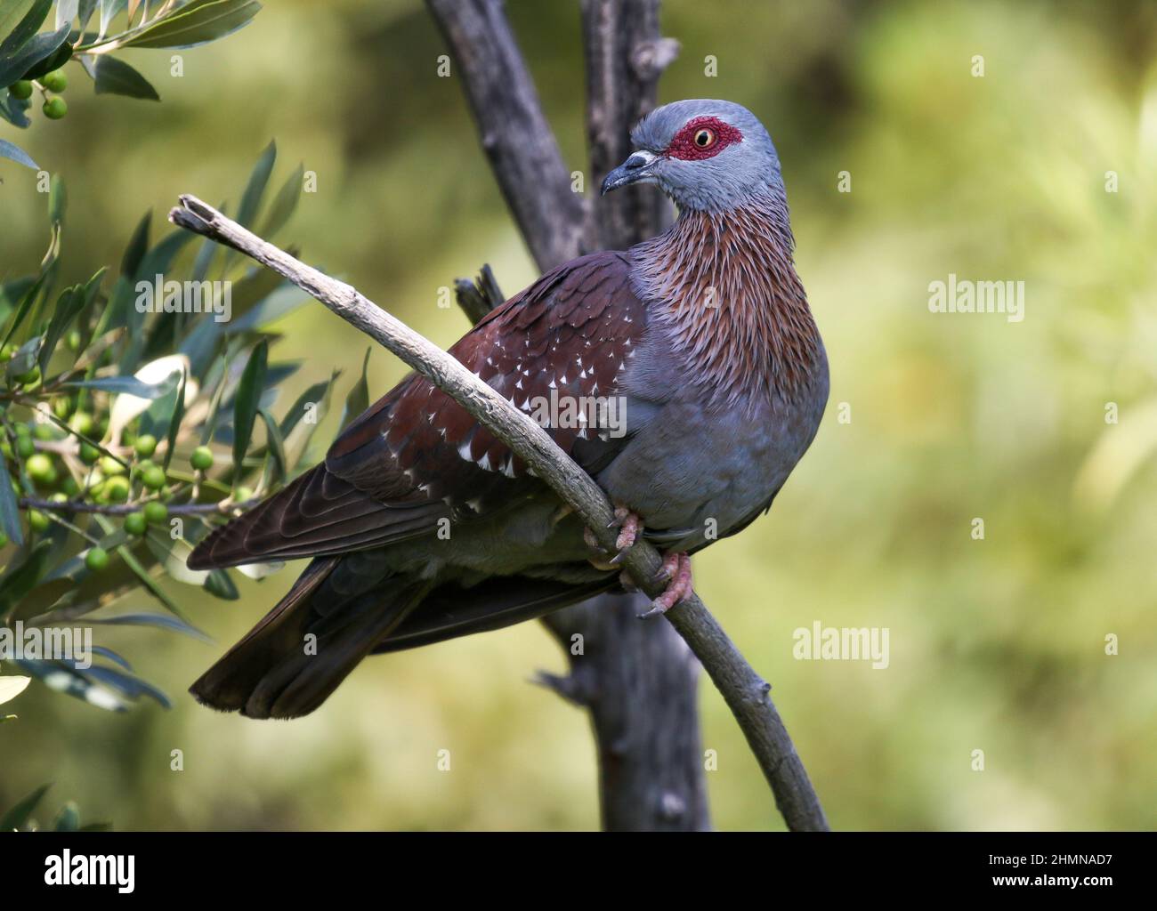 Speckled Pigeon, Pilanesberg National Park Stock Photo
